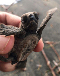 Hawksbill turtle hatchling, Coral Cove, August 2020